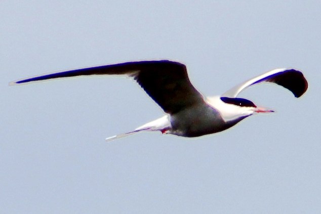 Речная крачка..jpg